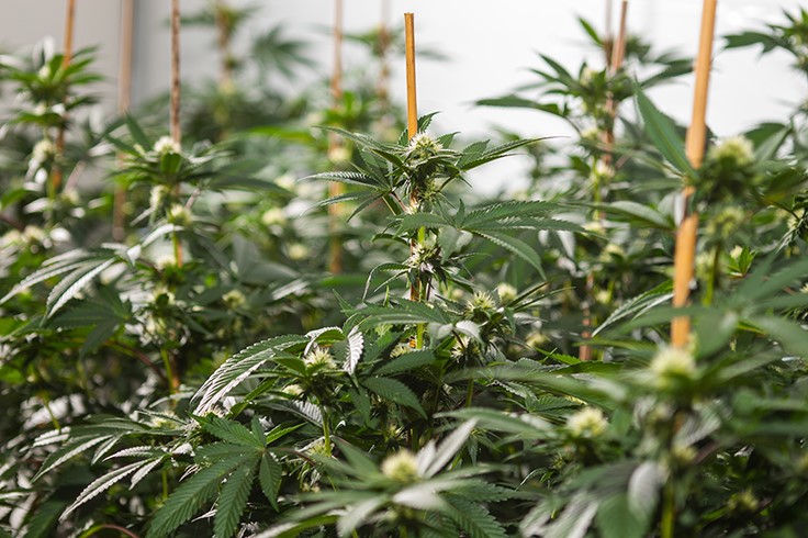 Australian Greens Propose Full Legalization of Cannabis